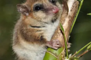 551px-Monito_del_Monte_ps6.jpg