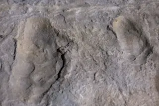 Fossil footprints by Australopithecus afarensis