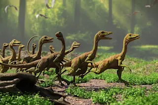 Smallest dinosaurs: Group of Compsognathus in the forest