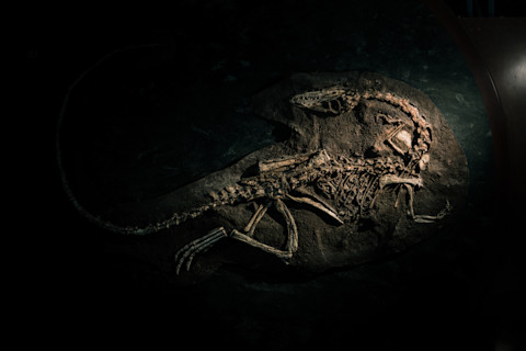 Mysterious dinosaur fossil