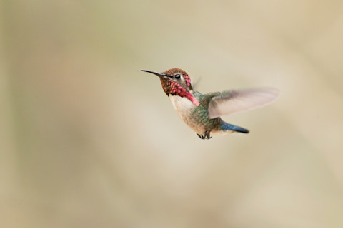 Bee hummingbird