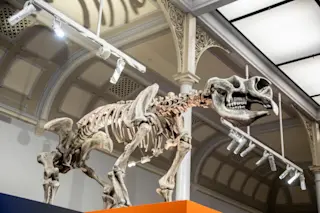 The skeleton of the Giant Marsupial