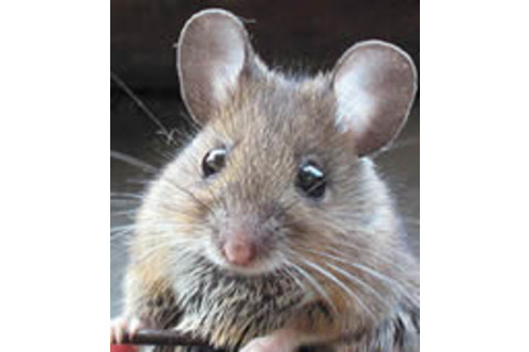 800px-Apodemus_sylvaticus_bosmuis.jpg