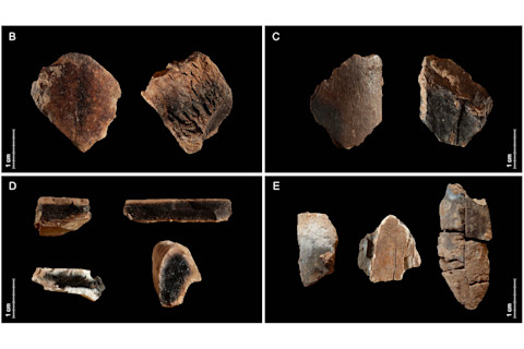 Burnt Fallow Deer Bones From Qesem Cave 2