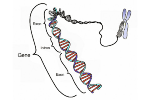 Gene-300x240.png
