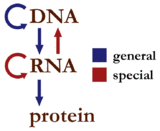 160px-Centraldogma_nodetails.gif