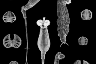 rotifer-286x300.png