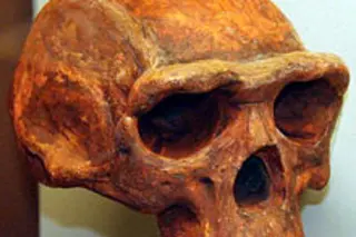 Homo_erectus.jpg