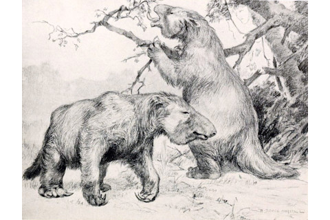 Giant Sloths - Wikimedia