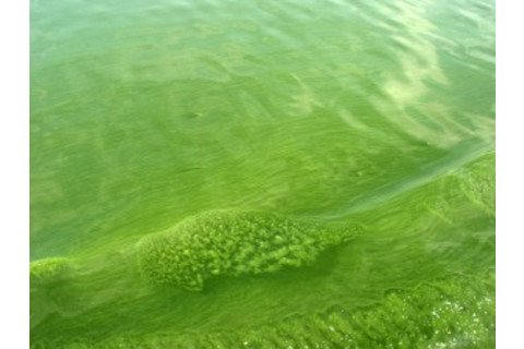 Microcystis-algal-bloom-300x225.jpg
