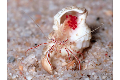 crab-1024x777.jpg