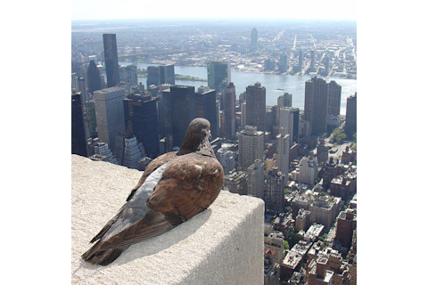 nyc-pigeon-medium.jpg