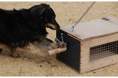 dog-opening-box.jpg