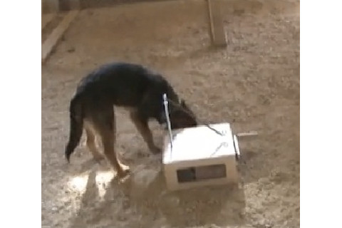dog-1.jpg