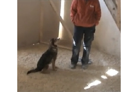dog-3.jpg
