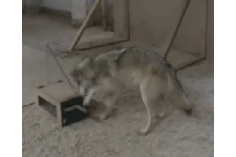 wolf-1.jpg
