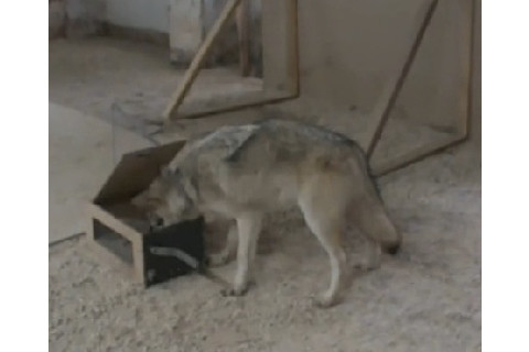 wolf-2.jpg