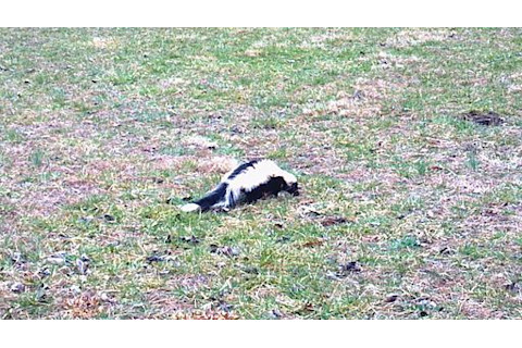 lonely-skunk.jpg