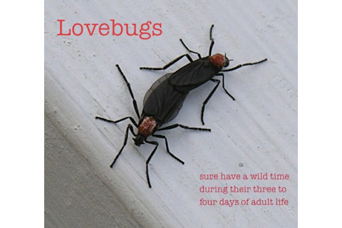 Lovebugs.jpg