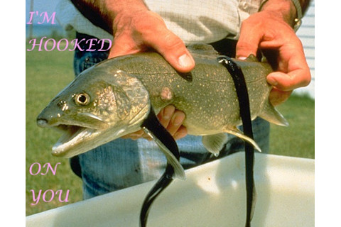 hooked-on-lampreys.jpg