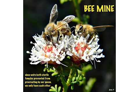 bee-mine.jpg