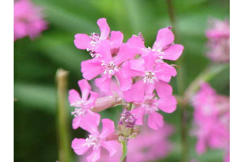 Lychnis_viscaria0.jpg