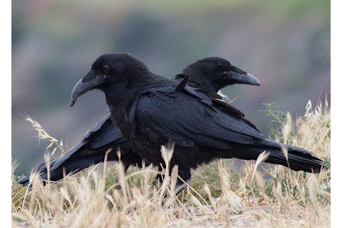 ravens.jpg
