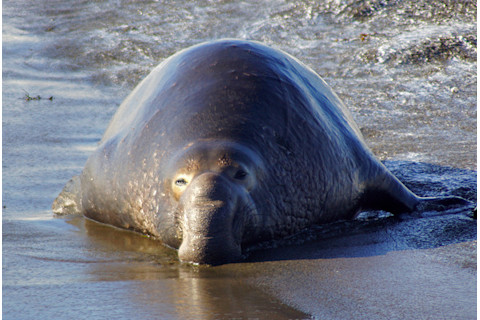 elephant-seal-2.jpg