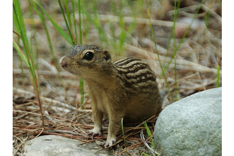 Groundsquirrel4-300-1024x764.jpg