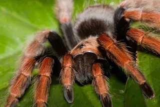  Photo: flickr/Mike Baird