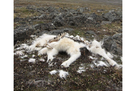 Rain-On-Snow.jpg