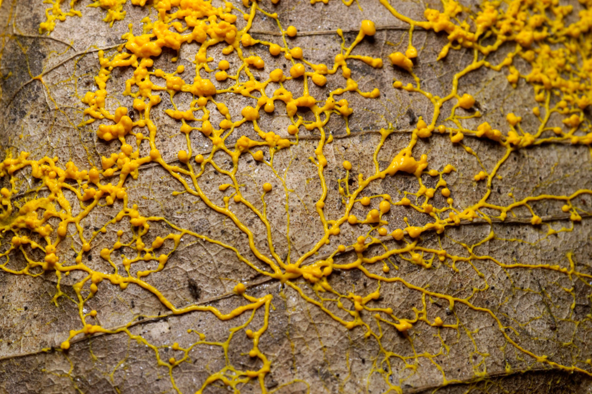 Brainless Slime Mold Builds a Replica Tokyo Subway | Discover Magazine