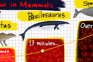 Myoglobin in mammals evolution