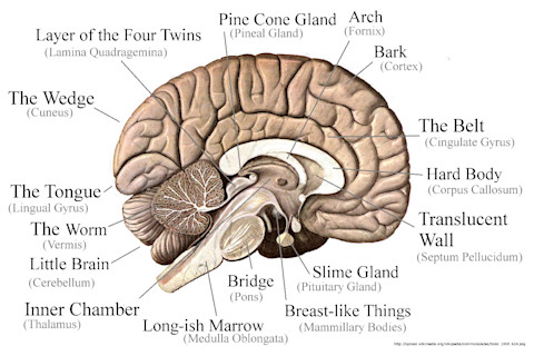 brain_etymology