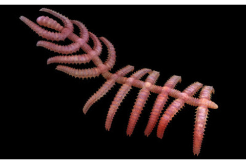 arthropod.jpg