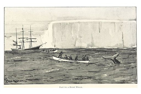 BULL1896_p244_FAST_TO_A_RIGHT_WHALE.jpg