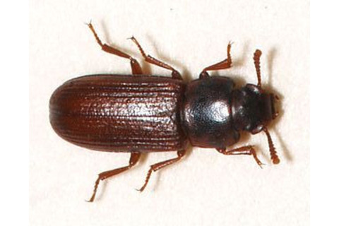 256px-Tribolium.confusum.jpg