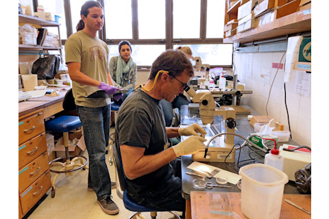 Lafferty lab dissection