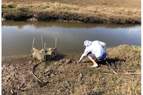 snail collecting