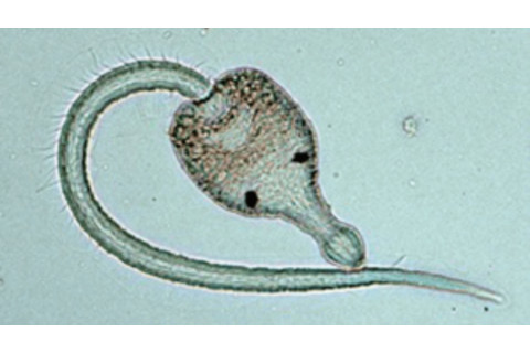 parasitic trematode