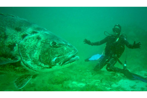 giant sea bass