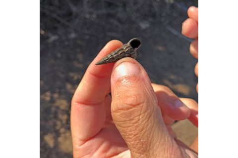 California horn snail
