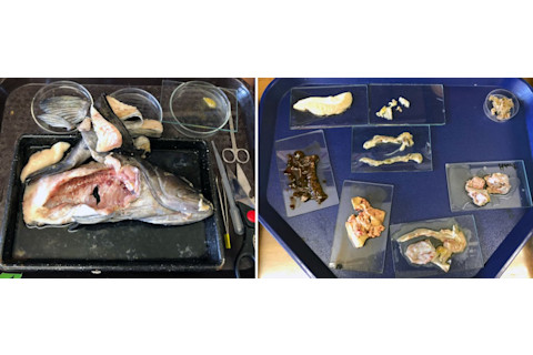 fish dissection