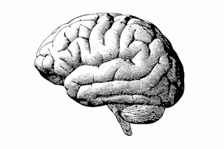Brain - Shutterstock