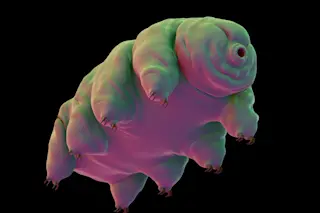 Tardigrade - Shutterstock