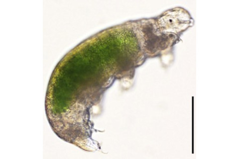 Acutuncus antarcticus tardigrade - Cryobiology 2015