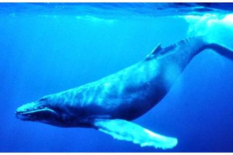 Humpback_Whale_underwater_shot.jpg