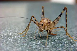camel cricket Diestrammena asynamora