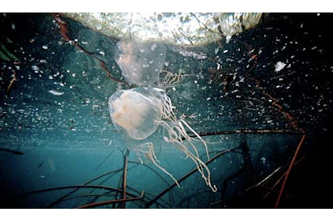 jelly.png
