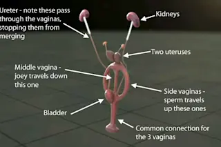 Kangaroo Vagina Diagram - Ed Yong & Inside Nature's Giants